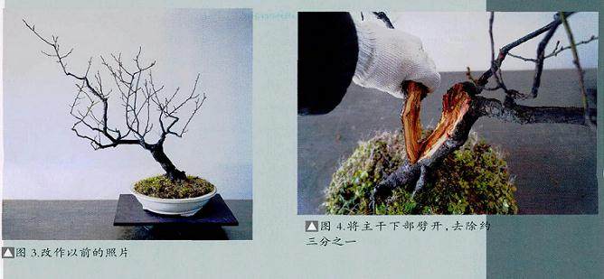 图解 梅花盆景怎么制作成文人树的方法