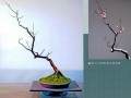 图解 梅花盆景怎么制作成文人树的方法