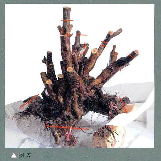 曾宪烨：古榕型树盆景的设计过程