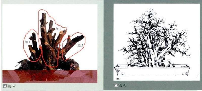 曾宪烨：古榕型树盆景的设计过程