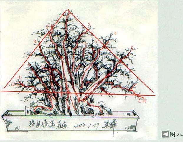 图解 古榕型树盆景怎么设计的过程