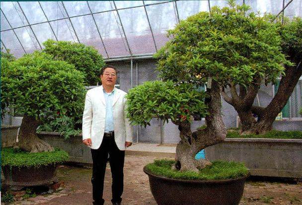 青州的马平先生投资数百万建设桂花盆景专业园