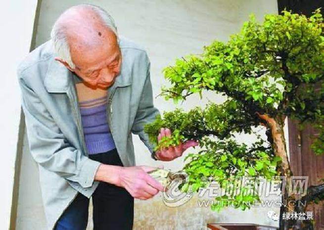 90岁老头玩盆景上瘾 医生说他现在犹如40岁的人