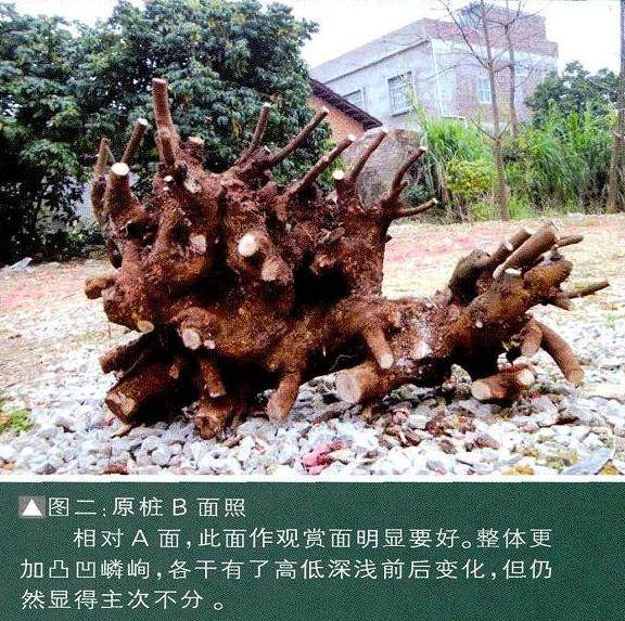 图解 曾宪烨设计清香木老桩盆景的体会