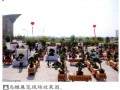 南阳盆景艺术协会的200余盆精品盆景在主会场展示