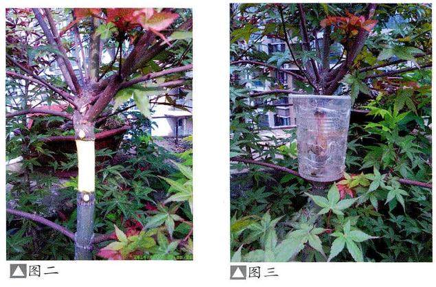 图解 日本红枫盆景的高压繁殖过程