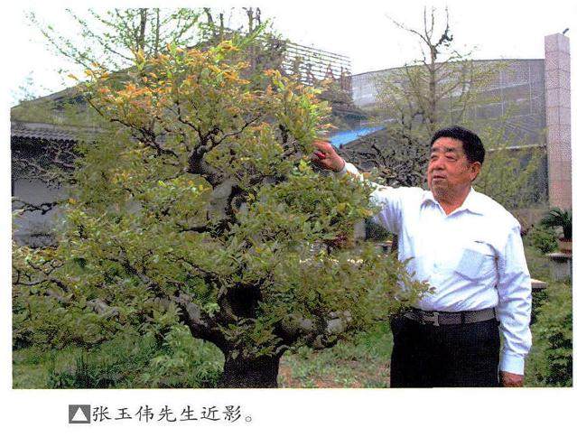 青州知松园--张玉伟先生创建的私家盆景园