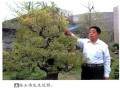 青州知松园--张玉伟先生创建的私家盆景园
