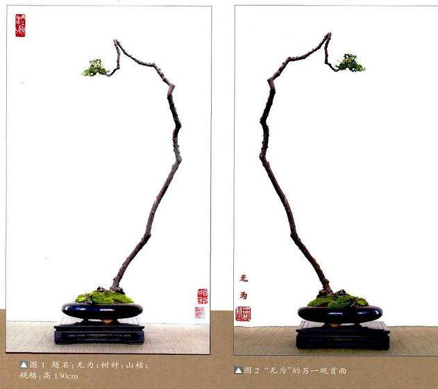 岭南盆景艺术的2大特色 矮壮树与高瘦树
