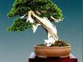 枷罗木原产于日本 是由东北红豆杉培育而得的一个品种