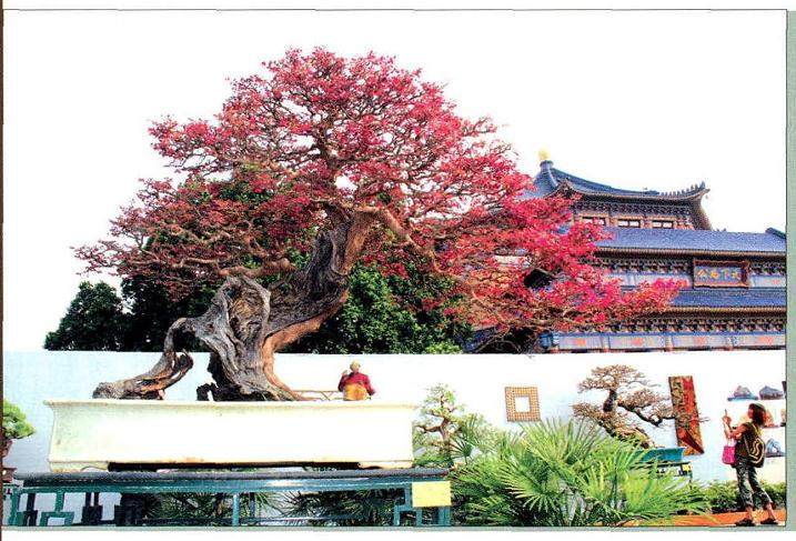 国际盆景大会与亚太盆景赏石大会首次联合在中国广州举行
