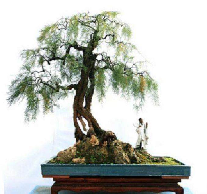河南中州盆景文化园举办了垂柳型柽柳盆景研讨会