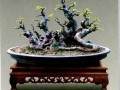 昌恩盆景园刘昌广的榆树作品《峥嵘如歌》与读者共赏