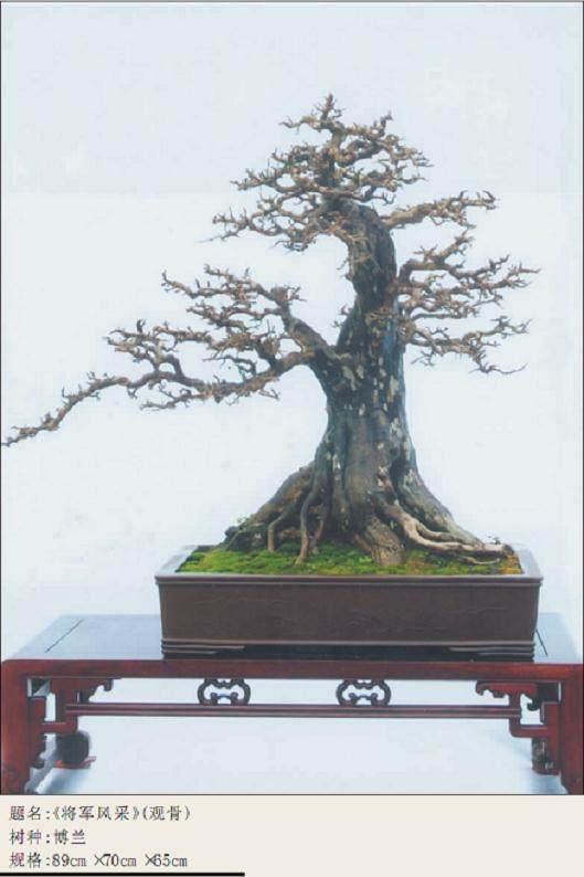 刘传刚的博兰盆景《将军风采》图片