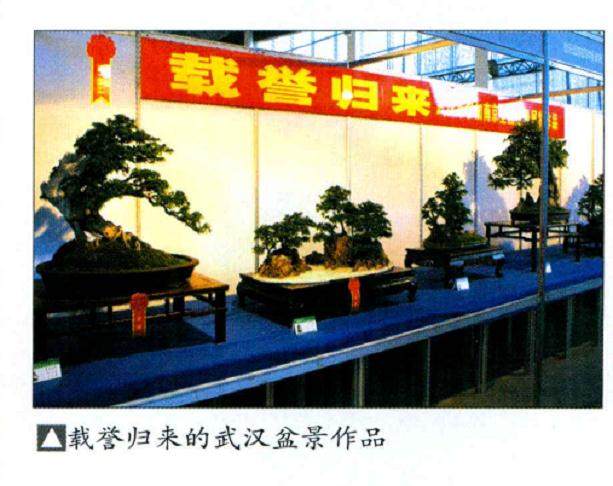 2008湖北省花卉盆景奇石展览也于同期闪亮登场