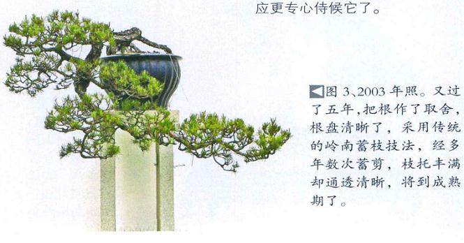 开封盆景协会在铁塔公园举办了“铁塔杯”盆景艺术展