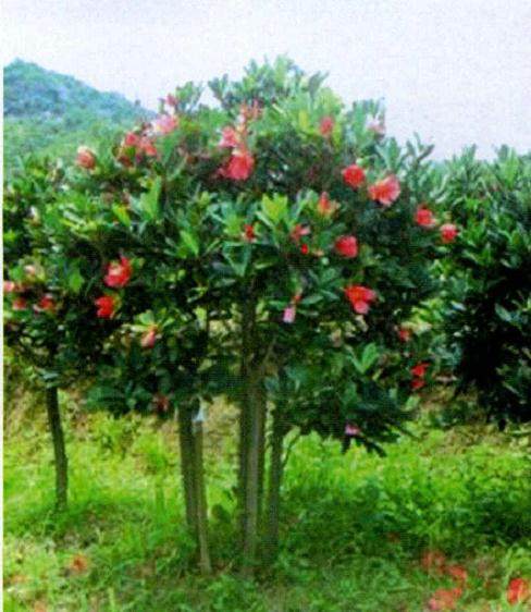 由于杜鹃红山茶一年四季开花不断 使其成为极具观赏性的园林植物