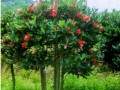 由于杜鹃红山茶一年四季开花 使其成为园林植物