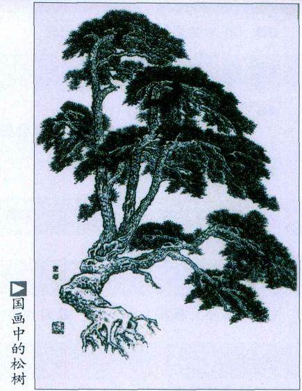 松树的人文渊源及其在盆景中的地位