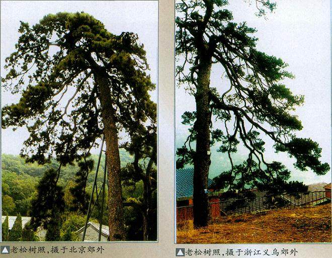 “高干垂枝”是现代松树盆景造型的新理念