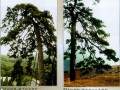 高干垂枝是现代松树盆景造型的新理念