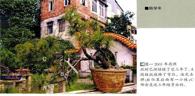 韩学年演示松树盆景的制作过程