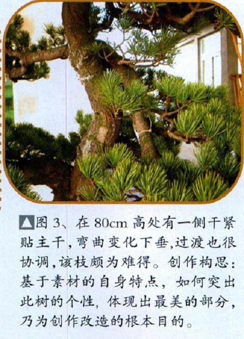 台州盆友演示：五针松盆景的制作过