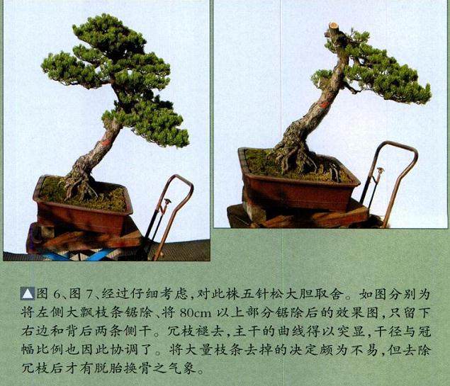 图解 台州五针松盆景怎么制作的11个过程