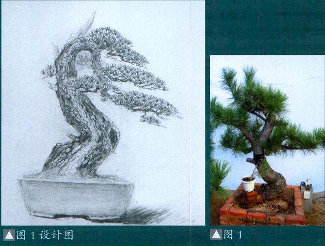 河南盆景艺术家吴德军先生1987年毕业于河南省师范大学
