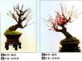 梅花盆景怎么造型的方法 图片