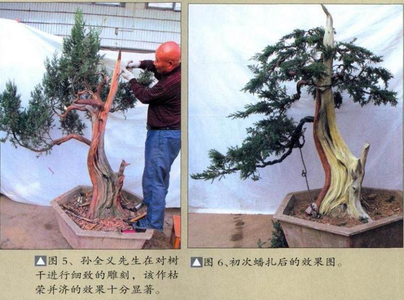 图解 孙全义对刺柏盆景剔除树冠的制作过程