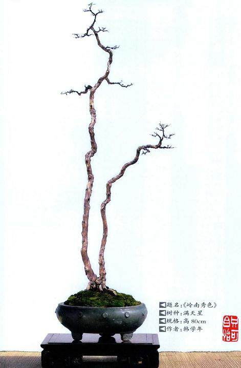 余阅杂志发现有盆友称素仁盆景是文人树的先行者