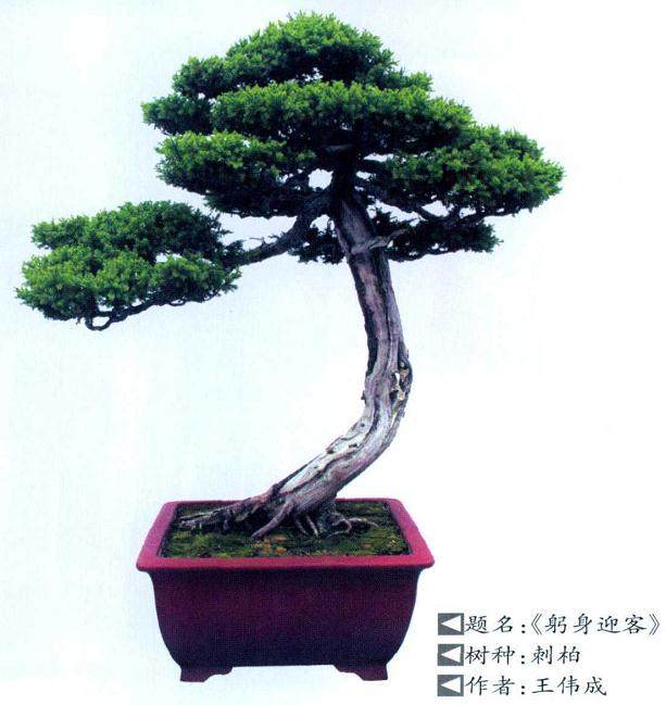 第十届中州盆景展在鄢陵县国家花木博览园中心广场举行