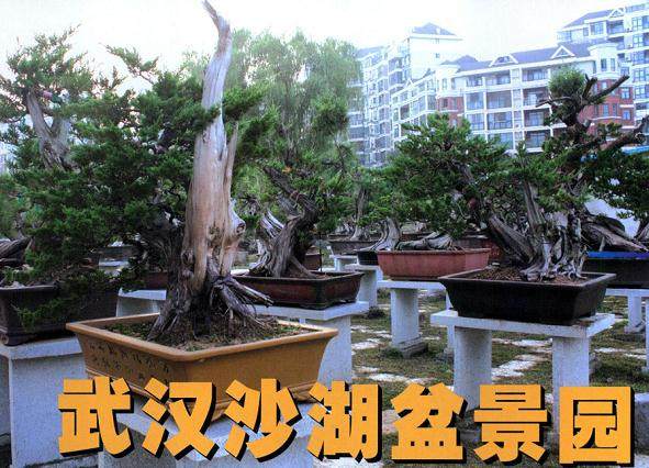 武汉沙湖盆景园位于武汉内环最大的城中湖——沙湖之滨