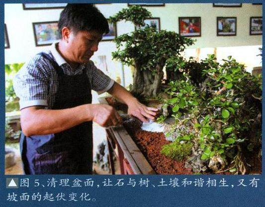 图解 刘传刚怎么制作大型树石盆景的过程