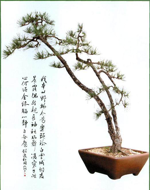 文人树是中国盆景中的一枝奇葩 深得各界盆景人士的喜爱
