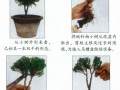 图解 微型文人树盆景怎么制作的方法