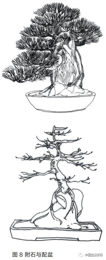图解 盆景盆树怎么配盆的5个方法