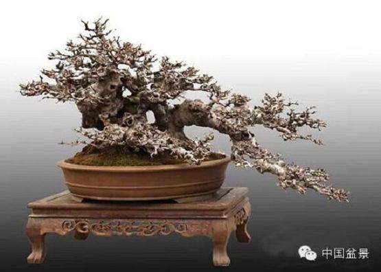 宜兴盆景协会主办第二届中国宜兴国际陶瓷花盆艺术节