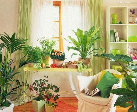 客厅盆栽摆放学问大，你的盆栽放对地方了吗？