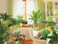 客厅盆栽摆放学问大 你的盆栽放对地方了吗？