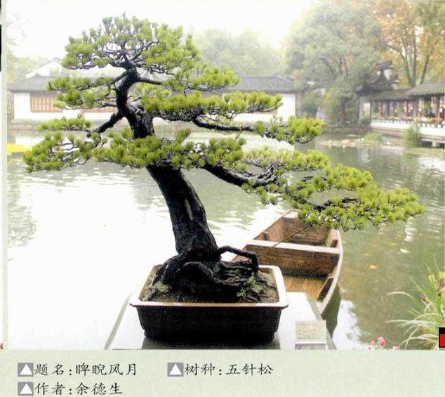 2017年 浙派盆景展在杭州举办潘仲连盆景艺术研讨会