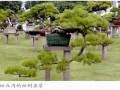 品松丘是中国盆景艺术大师韩学年先生的私家盆景园