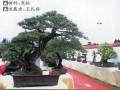 晋江市松柏科普植物园揭牌仪式在鸿江盆景园隆重举行