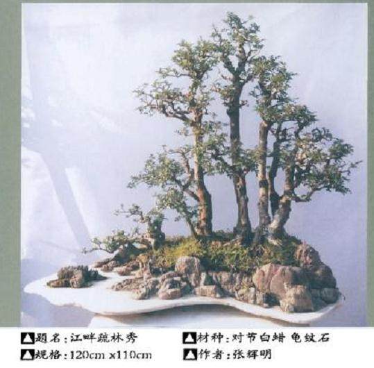 怎么制作树石盆景4个方法 图片