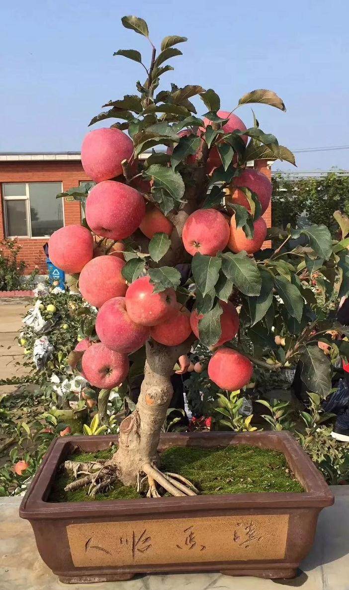 这种苹果盆景一盆卖300元！年收入能达20万元！