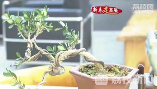 微盆景成为走俏的新年货 每天订单超过2000盆