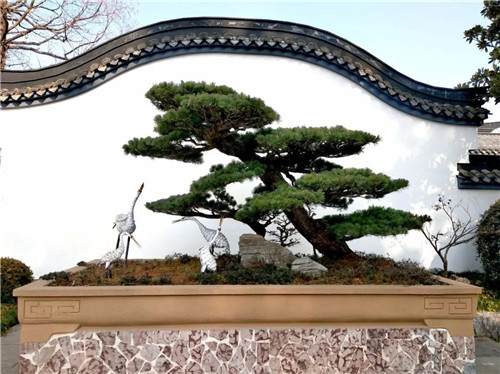 如皋盆景将在上海植物园举办为期一周的展览活动