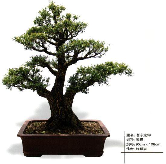 黄杨做盆景 是上选的树种 尤其是雀舌黄杨