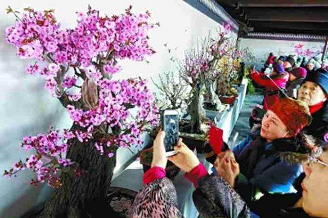 颐和园两梅盆景展开幕 向市民游客传春报喜